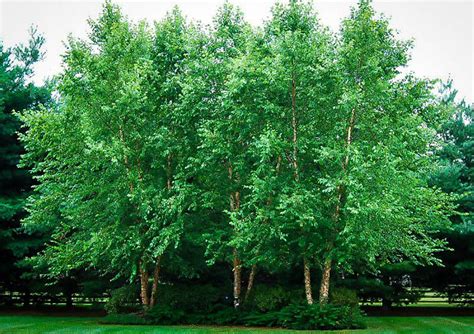 Dura Heat River Birch Trees For Sale The Tree Center