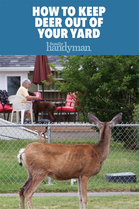 how to keep deer out of your yard low maintenance landscaping landscaping tips deer repellant
