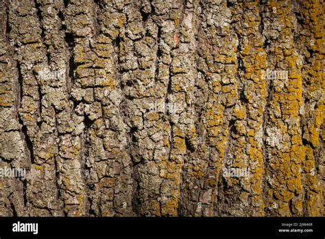 Bark Board Hi Res Stock Photography And Images Alamy