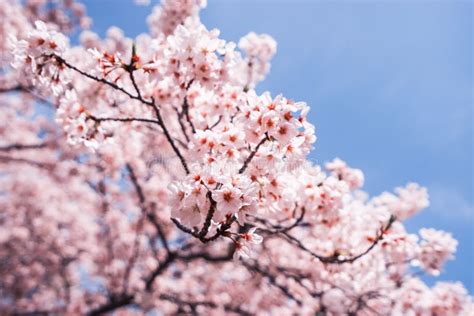 Cherry Blossoms Or Sakura With Blue Sky Stock Image Image Of Cherry