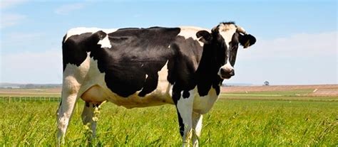 Cómo Elegir Una Buena Raza De Vaca Lechera Noticias Agropecuarias