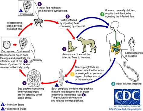 Introduction, growth, shakeout, maturity, decline, snack time. Dipylidium caninum - wikidoc