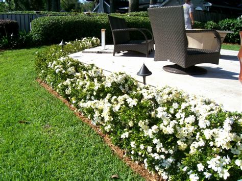 Gardenia Bush Planting And Care A Purposeful Guide To Getting