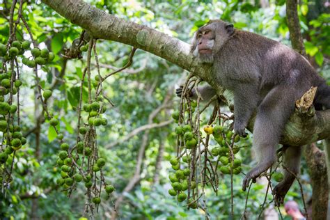 Only Reason To Visit Ubud Sacred Monkey Forest Sanctuary Minority Nomad