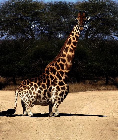 Inside Jokes Short Legs Spirit Animal Giraffe Nature Cute Animals