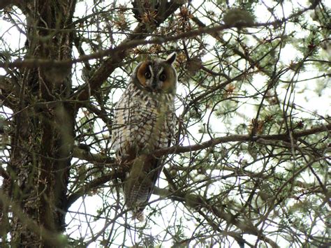 Long Eared Owl Amherst Island Ontario Owl Long Eared Owl Island