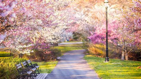 Springtime In The Park Hd Wallpaper Background Image