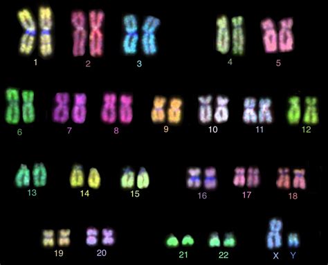 46 Chromosomes In A Human Call Arranged In 23 Pairs Great King