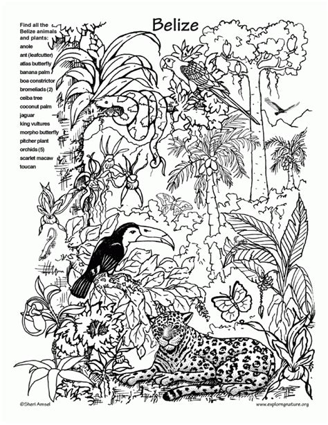 Pics Of Rainforest Coloring Page For Kids Animals Coloring Home