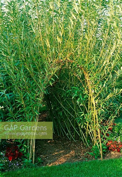 Gap Gardens Salix Willow Tunnel Image No 0117665 Photo By