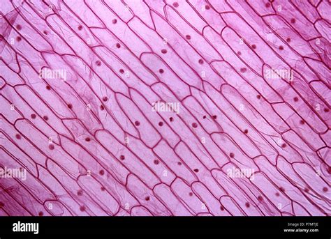 Cells Of Epidermis Of Garden Onion Allium Cepa Stock Photo Alamy