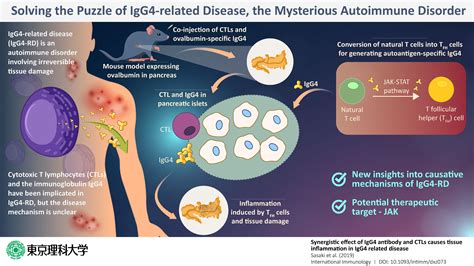 Solving The Puzzle Of Igg4 Related Disease The Elusive Autoimmune