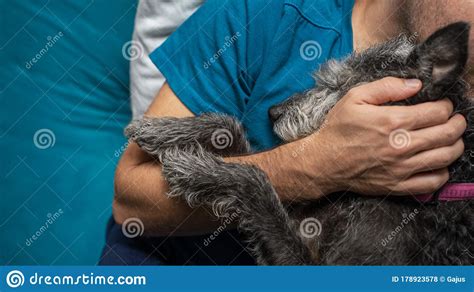 Dog Cuddling With Her Owner Stock Photo - Image of life ...