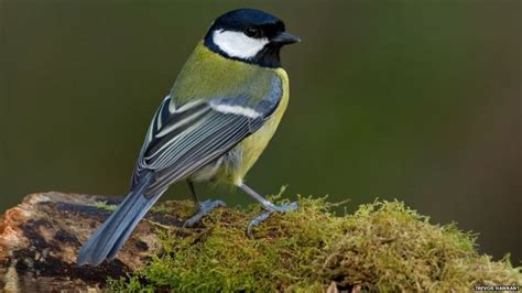 In Pictures Top British Garden Birds Revealed BBC Newsround