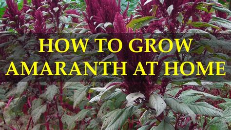 How To Grow Amaranth At Home Youtube