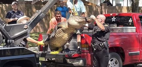 Massive Alligator Caught In Texas Neighborhood Dallas Express