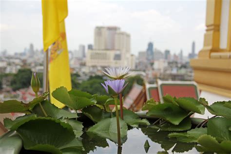 Golden mountain temple, also known as wat srakesa rajavaramahavihara, wat saket, or phukao thong in thai, is popular temple in bangkok on a clear day, panoramic views of bangkok can be enjoyed from the top. Golden Mountain Temple in the Heart of Bangkok - Wat Saket ...