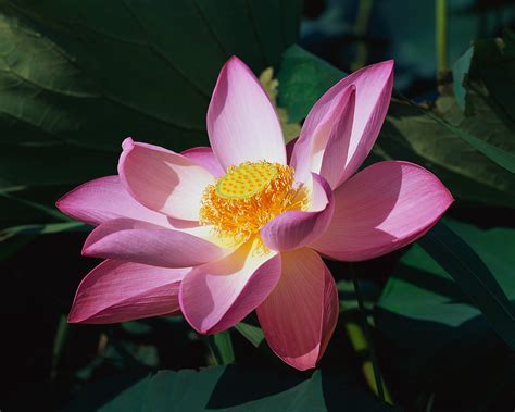 Lotus Vietnam National Flower Wallpapers9