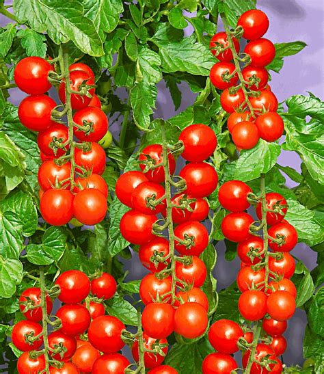 Die stelle sollte nach möglichkeit sowohl gegen regen, als auch gegenüber übermäßiger. TOMACCIO®-Tomate | Tomaten bei BALDUR-Garten