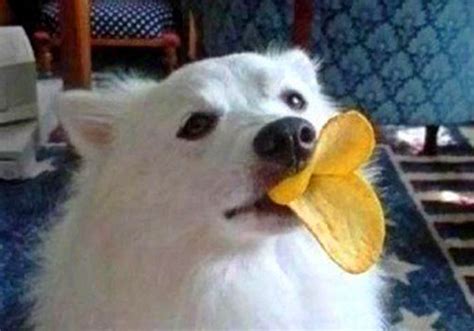 They are too fatty and salty but they taste good and sometimes it can be hard to resist them. Can Dogs Eat Potatoes? Yes but Raw Potatoes Are Toxic to Dogs