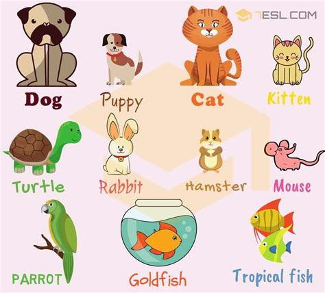 Small Pets List