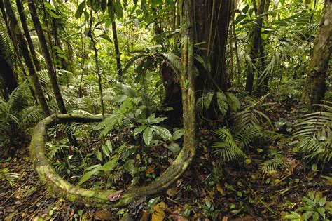 10 New Pics Of The Amazon Rainforest Full Hd 1920×1080 For Pc Desktop 2021