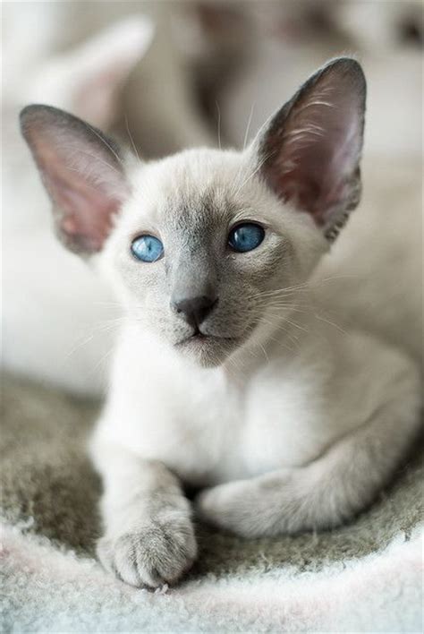 ♥typical Wedge Head Siamese Very Cute Siamese Cats Blue Point