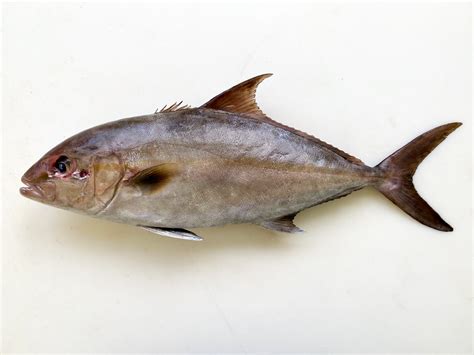 Fish Of Florida Almaco Jack Seriola Rivoliana Species Profile Uf