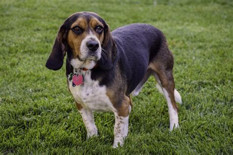 18 Ways To Spot A Purebred Beagle (& Where To Find Them) - Jubilant Pups