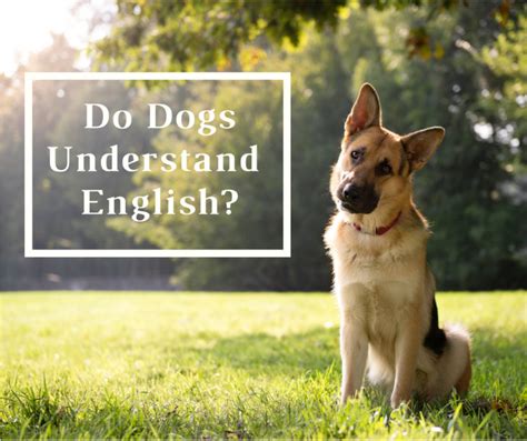 Inside The Mind Of A Dog Trainer Do Dogs Understand English