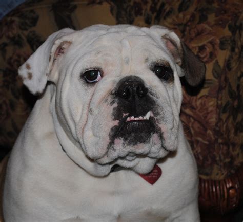 Visit us now to find the right bulldog for you. English Bulldog Photos - AKC Registered Ohio English ...