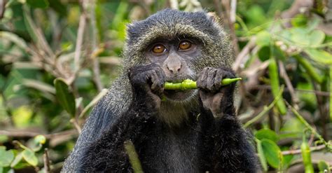 Curiosidades Dos Macacos 7 Fatos Incríveis Que Vão Te Surpreender