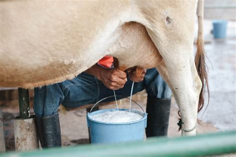 10 Tips To Achieving Peak Milk Yield Smart Farmer Africa