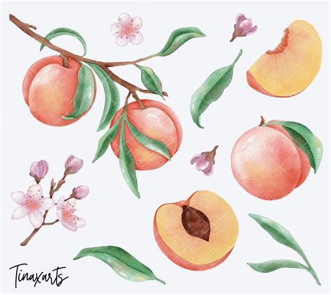 Artstation Peaches Watercolor Clipart Set Artworks