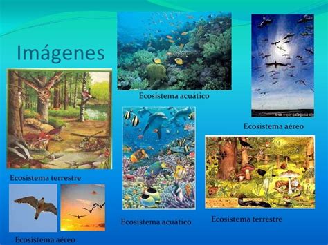 Tipos De Ecosistemas Disfruta El Ecosistema