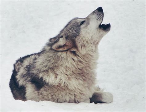 Breaking Gray Wolf Stripped Of Federal Protections Friends Of The