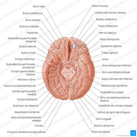 Tronco encefálico definição anatomia partes função Kenhub
