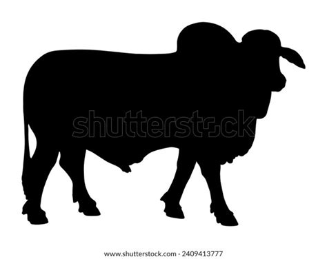 Brahman Bull Silhouette Vector Art White Stock Vector Royalty Free