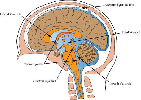 cerebral ventricular system