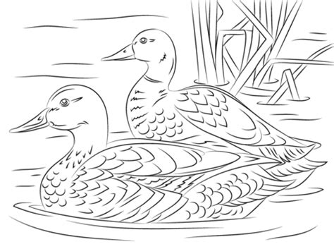 Mallard Duck Coloring Pages AyannaoiChen