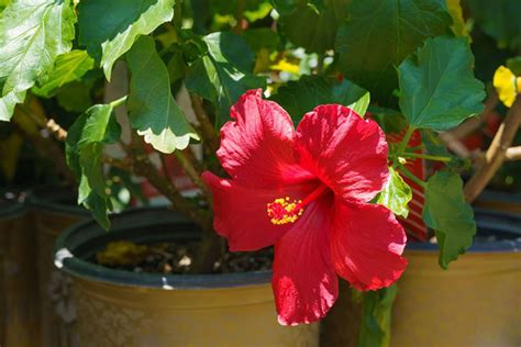 Does Hibiscus Have Seeds 4 Easy Steps To Take Care Of Them