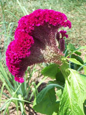 Department of agriculture plant hardiness zones 10 through 12. Via My Viewfinder: Velvet Flowers