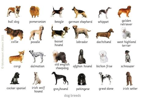 Dog food including hill's, hill's science plan, acana, royal canin, lokuno, montego, eukanuba, orijen, vets choice, vondis and weruva, amongst others. Pin by Saira Jamil on Education | Dogs of the world, Dog ...