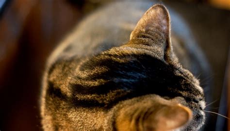 On 2 previous occasions, my cat was given medication for miliary dermatitis, which was effective in clearing it up. Home Remedy for Cat Rashes | Animals - mom.me