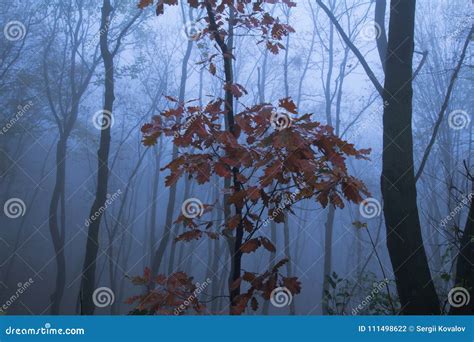Landscape With Foggy Autumn Park Stock Photo Image Of October Season