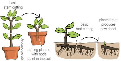 What Is Artificial Vegetative Propagation In Asexual Reproduction