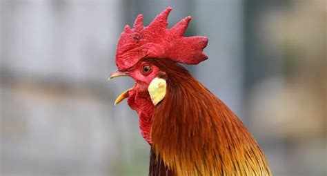 Does A Rooster Have Balls Asking List