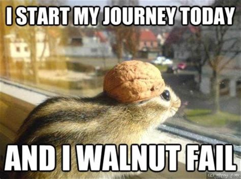 Squirrel Nut Funny Quotes Quotesgram