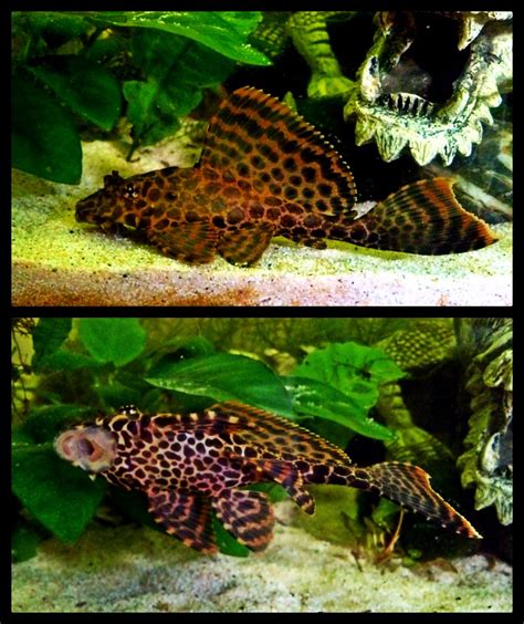 My High Fin Spotted Plecostomus Tropical Fish Plecostomus
