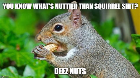 Bad Pun Squirrel Memes And S Imgflip